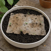 Plantable botanical cards growing demonstration